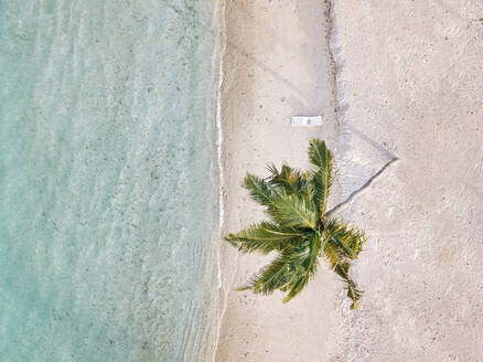 Coconut palm tree on empty beach - KNTF06847