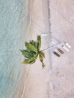 Coconut palm tree amidst empty lounge chairs at beach - KNTF06848