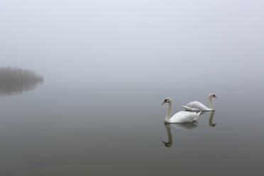 Two swans swimming in foggy lake - ASCF01718