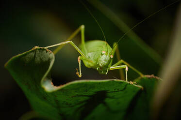 Curing grüne Heuschrecke sitzt auf zarten dunkelroten Pflanze Blatt auf unscharfen wilden Natur Hintergrund - ADSF42037