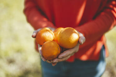 Hands of woman holding fresh orange fruits - JOSEF15687
