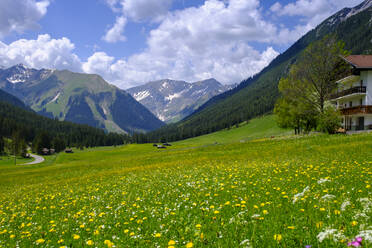 Österreich, Tirol, Namlos, Almwiese im Sommer - LBF03688