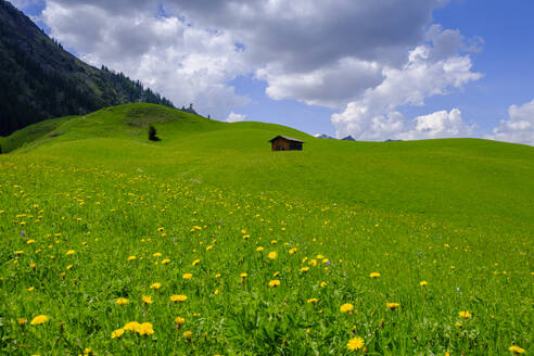 Österreich, Tirol, Berwang, Grüne Bergwiese im Sommer - LBF03689