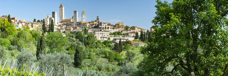 Italien, Toskana, San Gimignano, Grüne Bäume vor der mittelalterlichen Stadt im Sommer - WGF01433