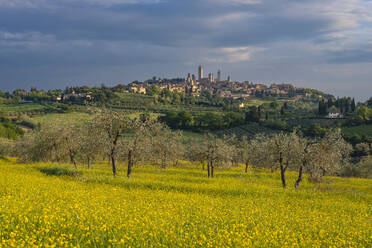 Italien, Toskana, San Gimignano, Gelbe Wildblumen blühen auf einer Sommerwiese mit der Stadt in der Ferne im Hintergrund - WGF01438