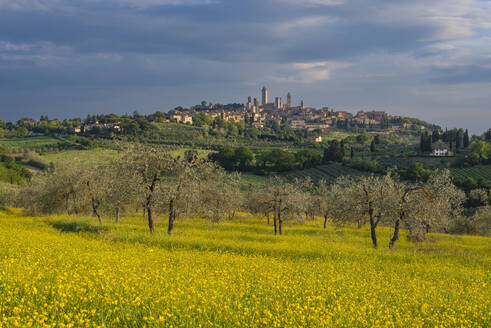 Italy, Tuscany, San Gimignano, Yellow wildflowers blooming in summer meadow with town in distant background - WGF01438