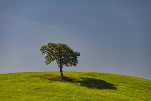 Italien, Toskana, Einzelner Maulbeerbaum auf einem Hügel im Sommer - WGF01440