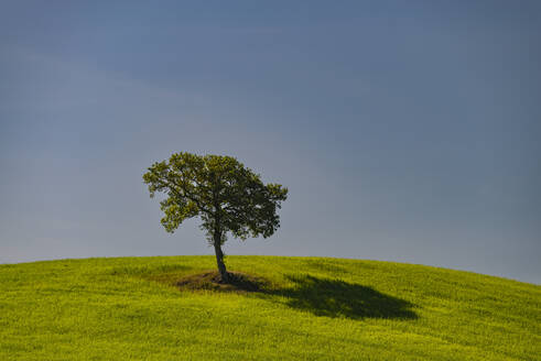 Italy, Tuscany, Single mulberry tree growing on hill in summer - WGF01440