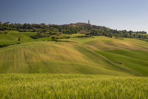 Italy, Tuscany, Pienza, Green rolling landscape of Val dOrcia - WGF01443