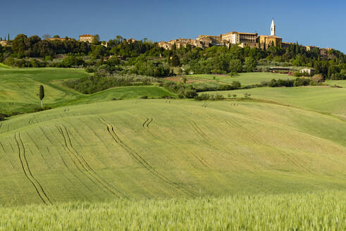 Italy, Tuscany, Pienza, Green rolling landscape of Val dOrcia - WGF01444