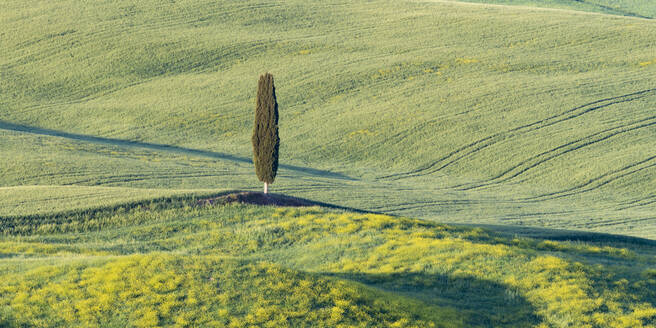 Italy, Tuscany, Single cypress tree in Val dOrcia - WGF01445