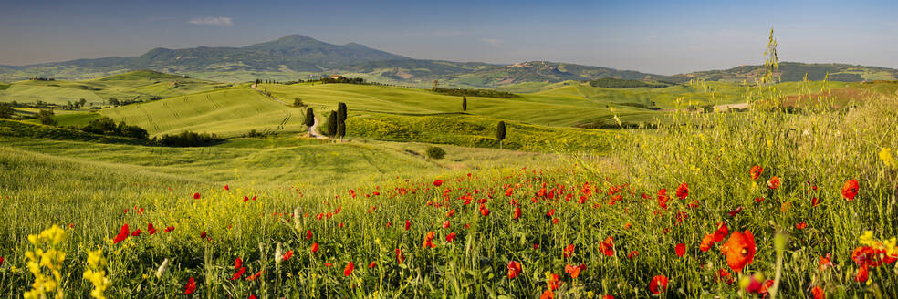 Italy, Tuscany, Panoramic view of summer meadow in Val dOrcia - WGF01446