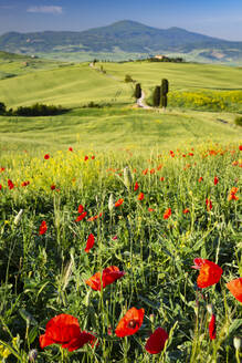 Italy, Tuscany, Panoramic view of summer meadow in Val dOrcia - WGF01447