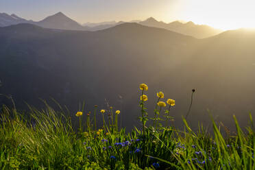 Austria, Salzburg, Bad Gastein, Stubnerkogel mountain at sunset with globeflowers (Trollius europaeus) blooming in foreground - LBF03693