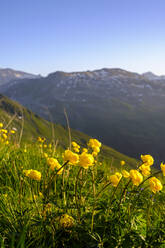 Österreich, Salzburg, Kugelblumen (Trollius europaeus) blühen in den Hohen Tauern - LBF03694