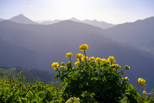 Österreich, Salzburg, Kugelblumen (Trollius europaeus) blühen in den Hohen Tauern - LBF03700