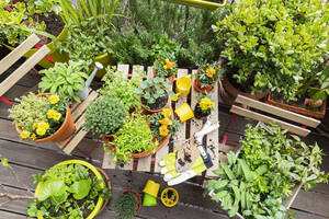 Im Balkongarten angebaute Kräuter - GWF07680