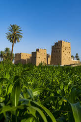 Saudi-Arabien, Provinz Najran, Najran, Grünpflanzen wachsen vor traditionellen arabischen Lehmhäusern - RUNF04753
