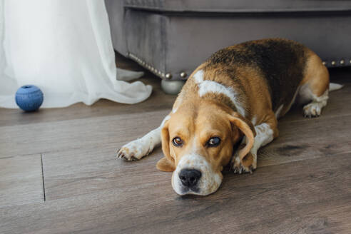 Hund auf dem Boden liegend zu Hause - EGHF00692