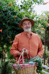 Glücklicher älterer Mann bei der Ernte von frischem Gemüse aus seinem Garten. - HPIF03698