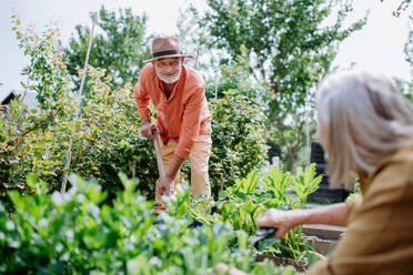 Ein glückliches älteres Ehepaar bei der Arbeit und der Ernte von frischem Gemüse in ihrem Garten. - HPIF03699