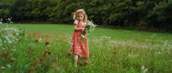 Kleines Mädchen in einem Sommerkleid pflückt Blumen auf einer Wiese. - HPIF03977