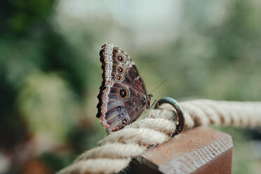 Nahaufnahme eines Schmetterlings hinter Glas in einem Zoo. - HPIF04105