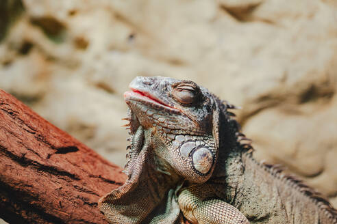 Nahaufnahme eines Leguans, der im Freien das Sonnenlicht genießt. - HPIF04111