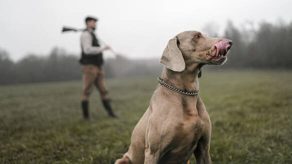 A hunter man with dog in traditional shooting clothes on field holding shotgun. - HPIF04326