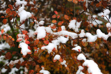 Schneebedeckte Äste im Winter - JTF02277