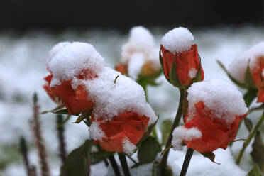 Schneebedeckte Rosen im Winter - JTF02278