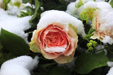 Schneebedeckte Rose im Winter - JTF02279