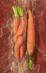 Pair of intertwined carrots and single one - JTF02283