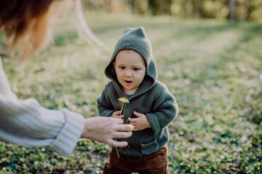 Ein Porträt von niedlichen kleinen Jungen tragen gestrickte Hoodie in nautre, Herbst-Konzept. - HPIF04388