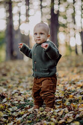 A portrait of cute little boy wearing knitted hoodie in nautre, autumn concept. - HPIF04395