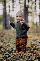 Ein Porträt von niedlichen kleinen Jungen tragen gestrickte Hoodie in nautre, Herbst-Konzept. - HPIF04395