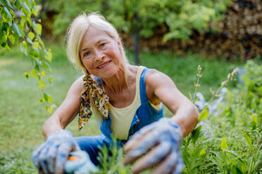 Eine ältere Frau bei der Gartenarbeit im Sommer, schneidet Zweige von Rosmarinkraut, Gartenarbeit Konzept. - HPIF04633