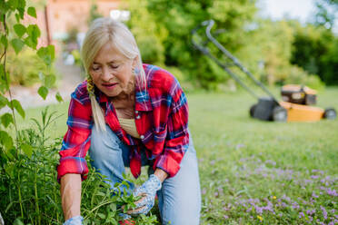 Eine ältere Frau bei der Gartenarbeit im Sommer, die sich um Kräuter kümmert, Konzept der Gartenarbeit. - HPIF04645