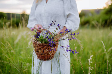 Eine ältere Frau mit Korb auf einer Wiese im Sommer beim Sammeln von Kräutern und Blumen, Konzept der natürlichen Medizin. - HPIF04659
