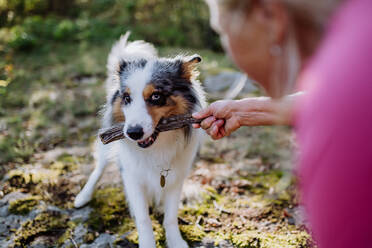 Ältere Frau spielt und trainiert ihren Hund während eines Herbstspaziergangs im Wald. - HPIF04672