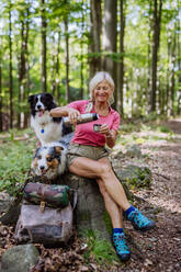 Ältere Frau macht Pause beim Spaziergang mit ihren drei Hunden im Wald. - HPIF04756