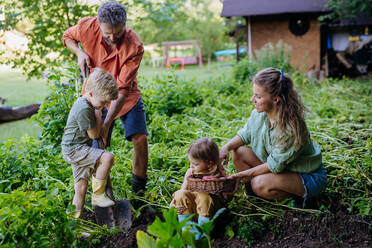 Eine Bauernfamilie, die im Sommer im Garten Kartoffeln erntet und ausgräbt. - HPIF04833