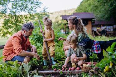 A farmer family harvesting potatoes in garden in summer. - HPIF04834