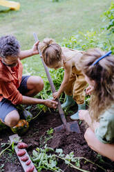 A farmer family harvesting and digging potatoes in garden in summer. - HPIF04836