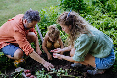 A farmer family harvesting and digging potatoes in garden in summer. - HPIF04837