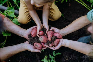 A top view of farmer family holding potatoes in field. - HPIF04838