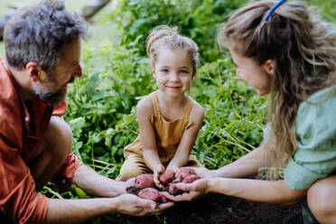 Eine Bauernfamilie erntet im Sommer Kartoffeln im Garten. - HPIF04839