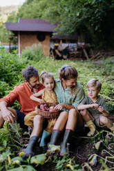 Eine Bauernfamilie erntet im Sommer Kartoffeln im Garten. - HPIF04842