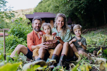 Eine Bauernfamilie erntet im Sommer Kartoffeln im Garten. - HPIF04843