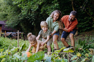 A farmer family harvesting pumpkins and having fun in garden in summer. - HPIF04845